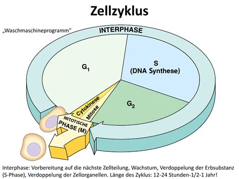 G1 phase g2 phase zellzyklus mitose interphase, biologischer medizinkatalog, bereich, katalog der biologischen medizin, biologie png. PPT - Zellzyklus , Zellteilung , Zelldifferenzierung ...