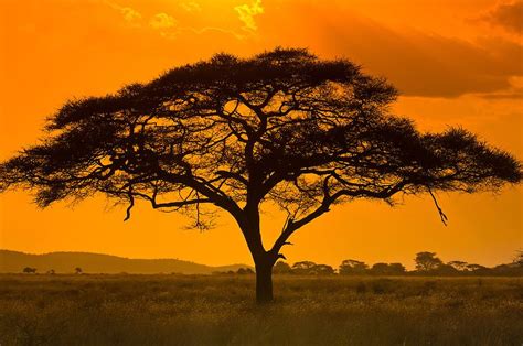 An Acacia Tree Serengeti National Park Tanzania Africa Trees
