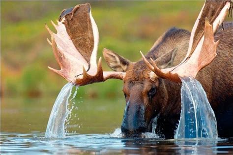 Moose Waterfalls Animals Beautiful Nature Animals Cute Animals