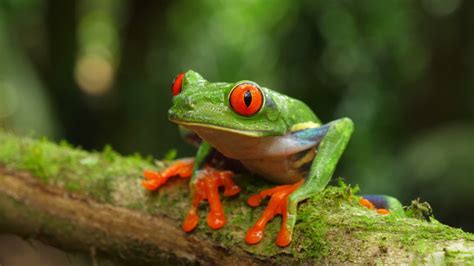 Red Eyed Tree Frog Agalychnis Callidryas Image Free Stock Photo