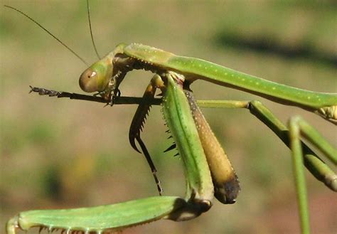 Praying mantis may refer to all mantises, as they all hold their legs in a similar fashion, or to the specific species mantis religiosa. Inspiration by Deseos Design: Giant Praying Mantis