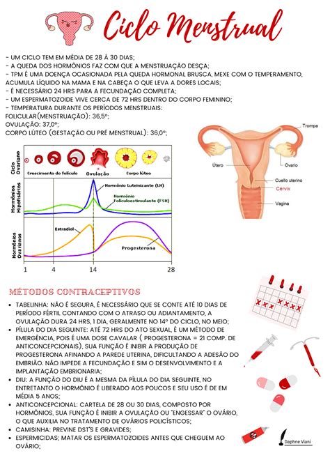 Biologia Ciclo Menstrual Medicadivabiologia Fluxogramas Biologia Dicas My XXX Hot Girl