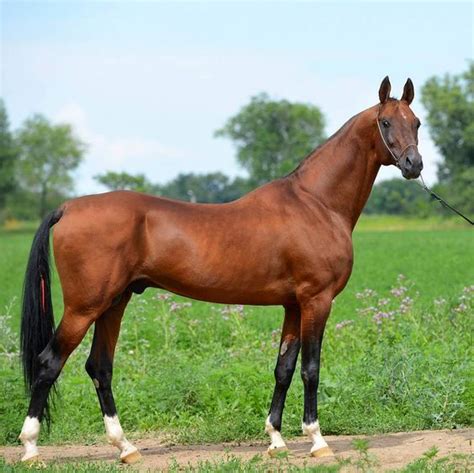 Red Bay Akhal Teke More Akhal Teke Horses Stallion Horses Arabians