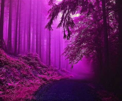 Purple Forest Wallpaper Download To Your Mobile From Phoneky