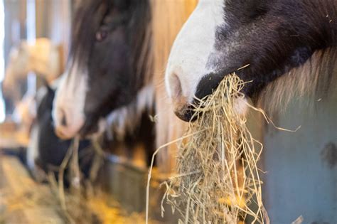 How Should I Feed A Horse World Horse Welfare