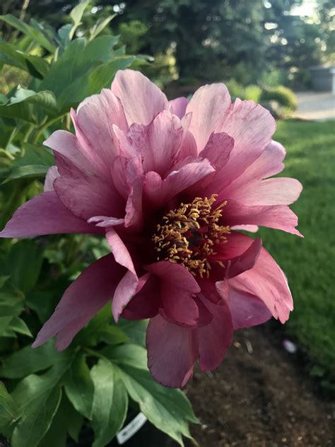 Itoh Peony ‘ Cora Louise Mourning Dove Garden May Flowers