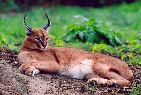 The Caracal Animals Facts Information And Latest Pictures Animals Lover