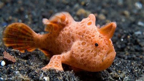 Where Are Frogfish Found What Does A Frogfish Eat Where Do Frogfish