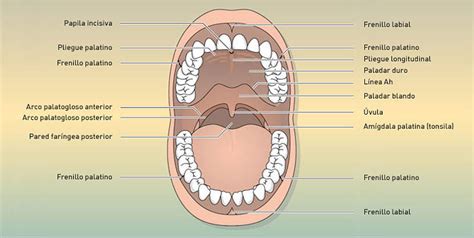 Curso De Lesiones Neopl Sicas En Cavidad Oral Estructuras Normales De