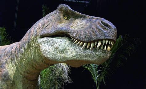Tyrannosaurus Rex Fact Sheet Cswd