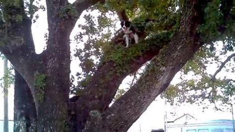 Treeing Walker Coonhound Climbing Tree
