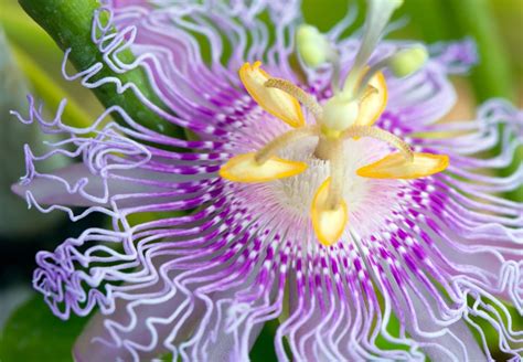 Passion Flower Meaning Uses And Benefits