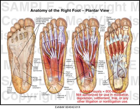 Plantar Foot Anatomy