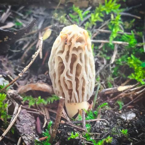 Foraging Morel Mushrooms Identification And Look Alikes