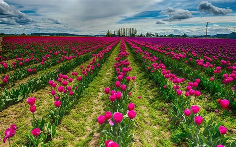 Red Tulip Flower Field Wallpaper Hd Download For Desktop Field