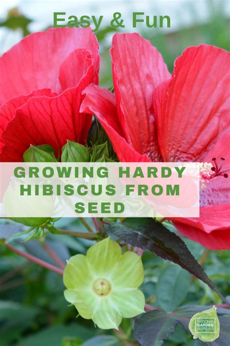 Grow Hardy Hibiscus From Seed National Garden Bureau