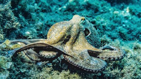 Common Octopus Haibu