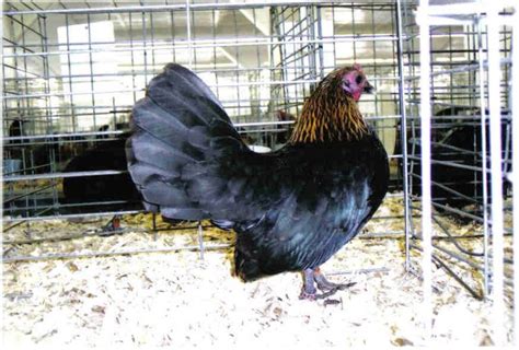 Brown Red Old English Bantam Chickens Cackle Hatchery®