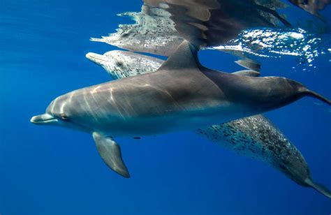 Atlantic Spotted Dolphin Epic Diving