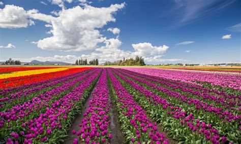 The skagit valley tulip festival is a community event in celebration of these vibrant flowers and is held from april 1 st to april 30 th each year. Skagit Valley Tulip Festival 2021: 10 Things to Know ...