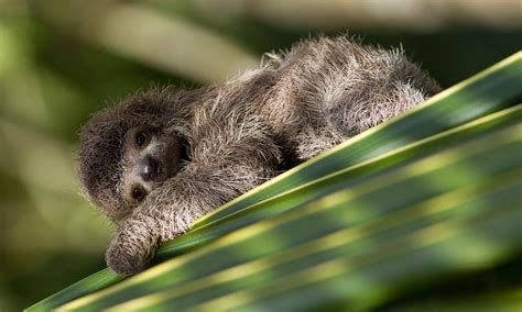 6 Fast Fun Facts You Didnt Know About Sloths Wanderlust