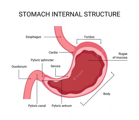 Premium Vector Human Stomach Internal Structure Design