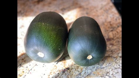 According to it, my zucchini is too big to use. Giant Zucchini harvest - YouTube