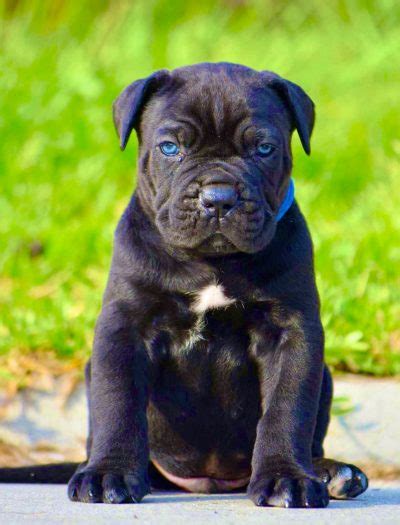 Cane Corso Puppies for Sale, Purebred | Dav Pet Lovers