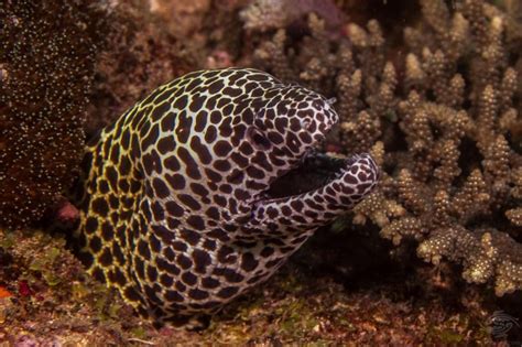 Honeycomb Moray Eel Facts And Photographs Seaunseen