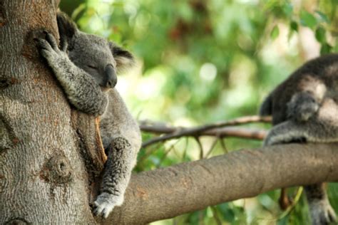 Koala Bear Sleeping In A Tree Stock Photo Download Image Now Animal