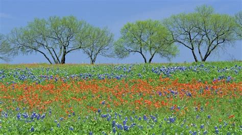 45 Texas Wildflower Wallpaper Wallpapersafari