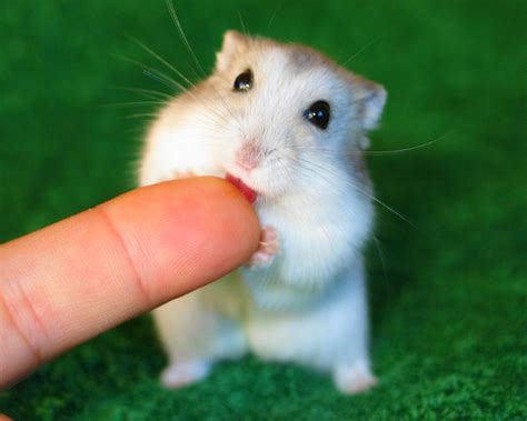 It's okay to try to. Rodent Pets | Types Small Exotic pets | Rodent Definition