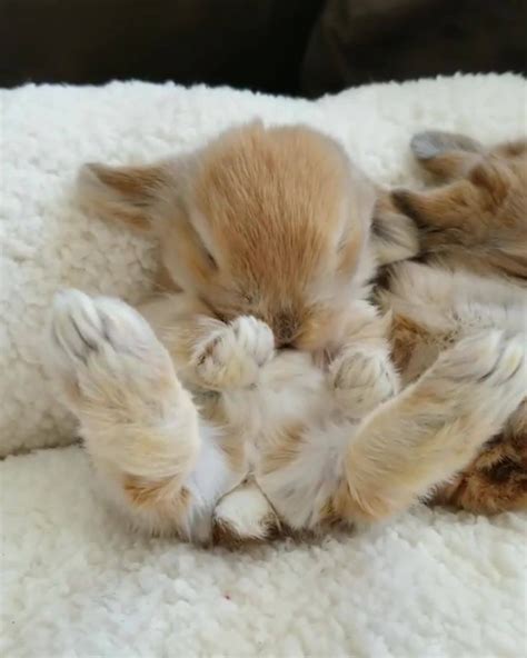 Rabbit Yawns As It Tries To Stay Awake Most Beautiful Animals