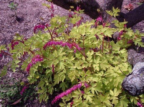 Sun loving flowers that resist deer. Flowers and Shrubs That Deer Won't Eat | Deer resistant ...