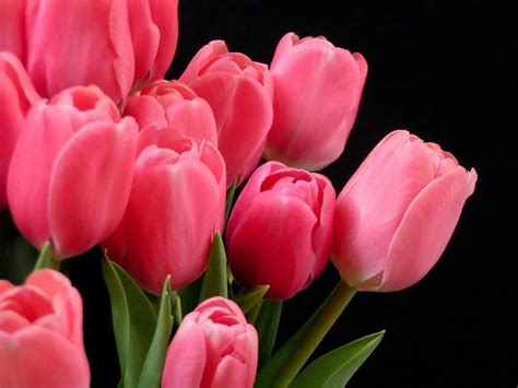🌷 Significado Del TulipÁn【2023】 Tips Consejos Y Más