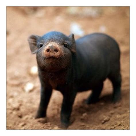 Oink Oink Cute Piglets Pet Pigs Baby Pigs
