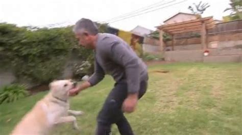 The official facebook page for cesar millan. Cesar Millan, the famous coach known as 'Dog Whisperer', a ...