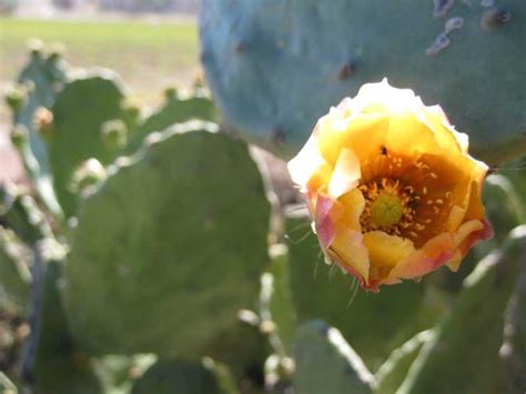 Perhaps the most familiar feature of cacti, spines can vary greatly in appearance, shape, size, and color. The Beauty of Cactus - Nature Photography in Mexico ...