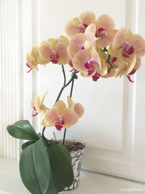 Additionally the orchid bark tends to hold more moisture than pearlite or gravel. How to Grow Orchids - a Beginner's Guide - Sand and Sisal