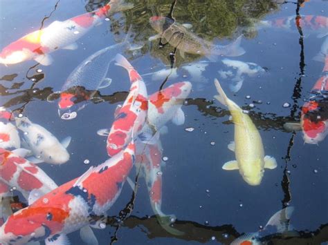 Do koi eat gupppies, goldfish, or fry? koi Some Pictures of our Fish | Fish, Koi, Fish pet
