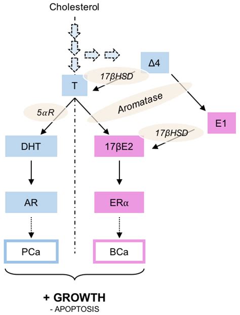 Ijms Free Full Text Pharmacological Modulation Of Steroid Activity