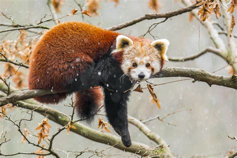 Red Panda Photography Tours India Wildlife Photo Safaris