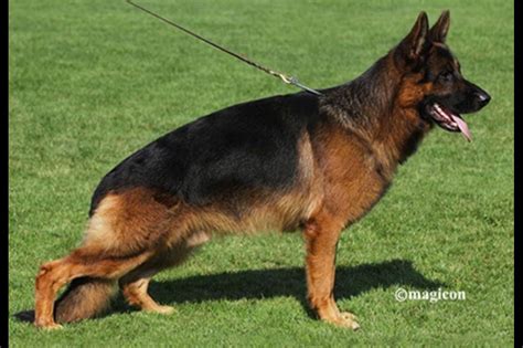 Texas Showline Gsd German Shepherd Dog Puppies For Sale Born On 09