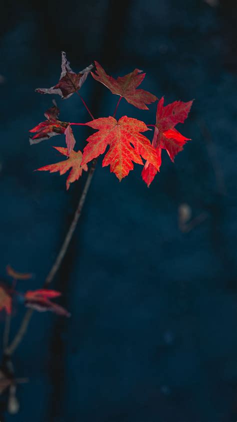 Download Wallpaper 1350x2400 Maple Leaves Dry Branch Autumn Nature