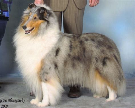 Pretty Dog Is Pretty Blue Merle Collie Collie Collie Dog