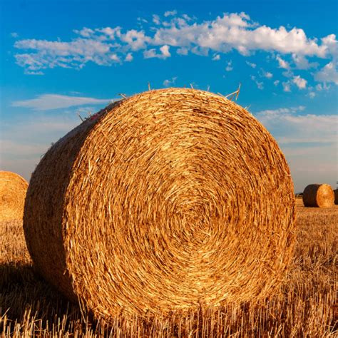 Paddy Straw Round Bales Packaging Type Net Wrapping 4ft4ft At Rs
