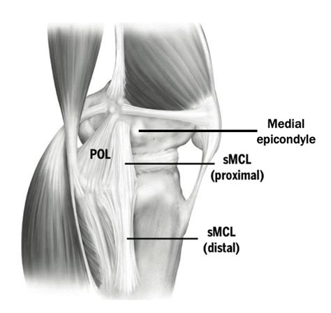 Back (posterior) muscles of the shoulder. The Knee Resource | Medial Knee Injury | Medial Collateral ...