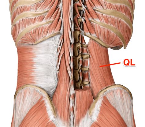 Quadratus Lumborum Ql Anatomy Of The Muscle For Yoga