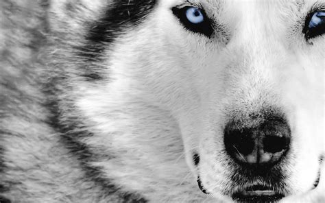 ❤ get the best wolves wallpaper on wallpaperset. Wolf Desktop Backgrounds Pictures - Wallpaper Cave