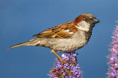House Sparrow Audubon Field Guide